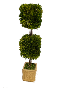 Boxwood Topiary Tree