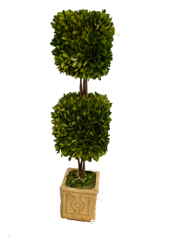 Boxwood Topiary Tree