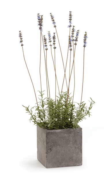 French Lavender Pot
