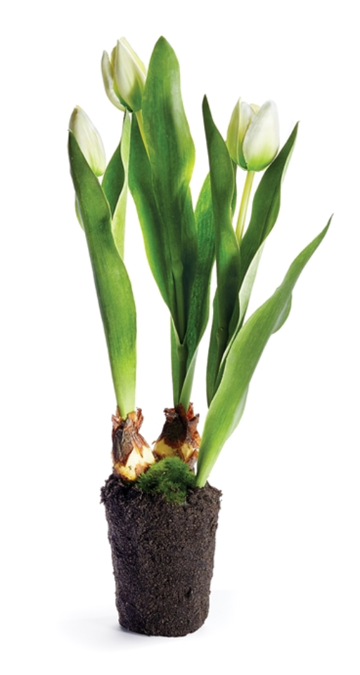 Tulip Drop-In