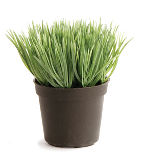 Mini Potted Grass